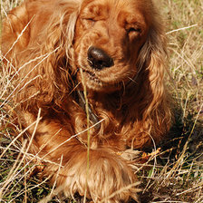 Схема вышивки «Спаниель»