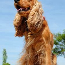 Схема вышивки «Спаниельс небесами»