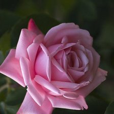 Схема вышивки «Розочка»