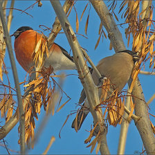 Схема вышивки «Снегири»