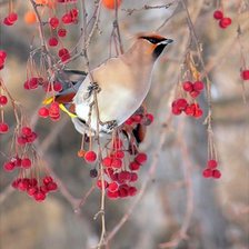 Схема вышивки «Свиристель»