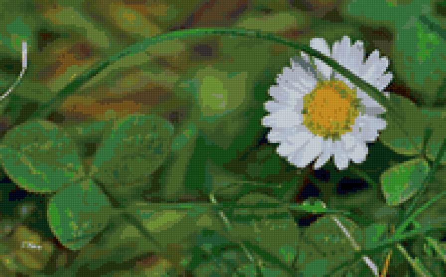 Ромашка - предпросмотр