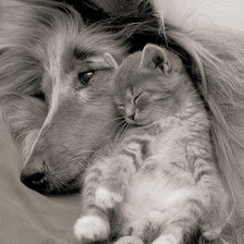 Схема вышивки «Верные друзья»