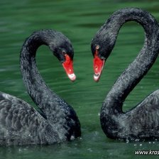 Схема вышивки «Лебединая верность»