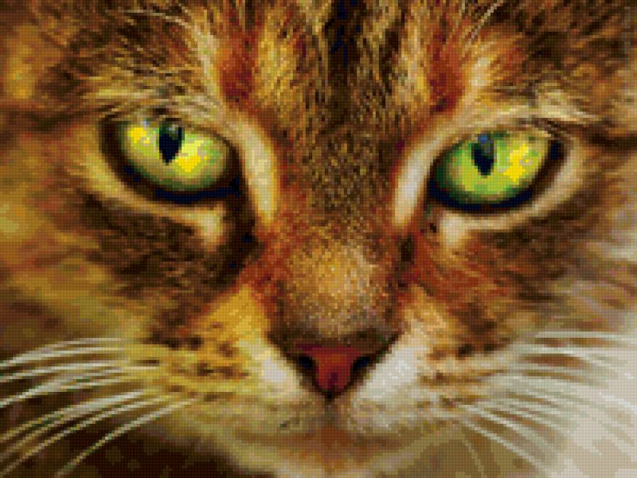 Любимец - кошки, животные, природа - предпросмотр