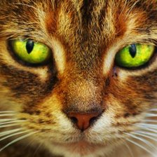 Схема вышивки «Любимец»