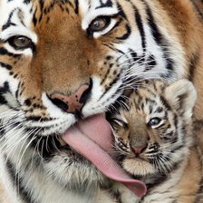 Схема вышивки «Тигрица с тигренком»