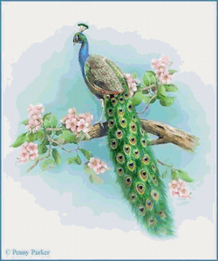 павлин - птицы - предпросмотр