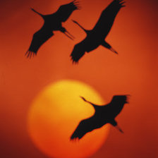 летят журавли