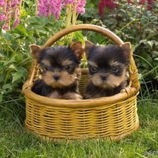 Схема вышивки «Йорки»