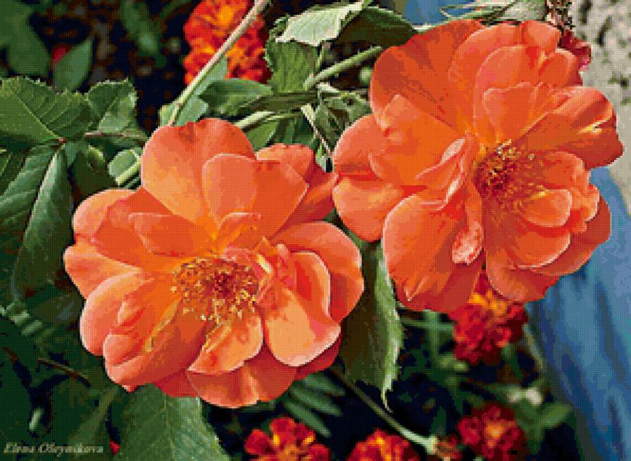 Шиповник - природа, цветы - предпросмотр