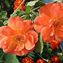 Схема вышивки «Шиповник»