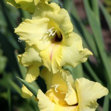 Схема вышивки «Гладиолус»