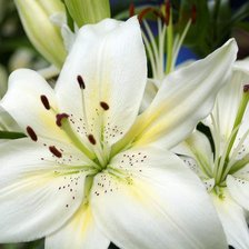 Схема вышивки «лилии»