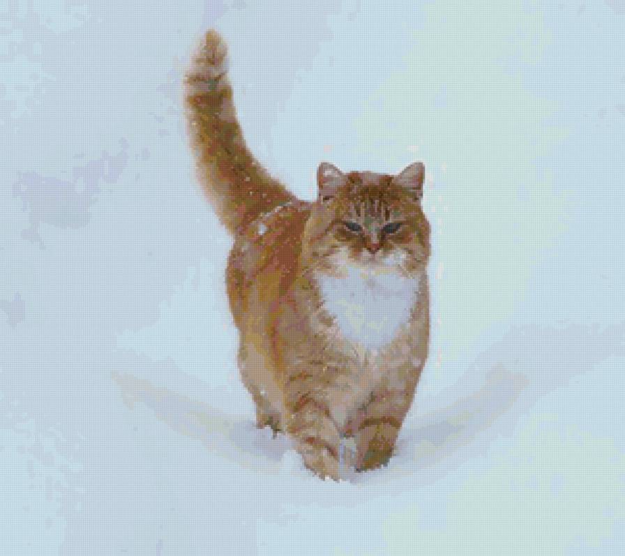 Рыжий - звери, кошки, животные - предпросмотр