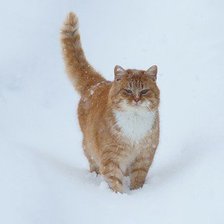 Схема вышивки «Рыжий»