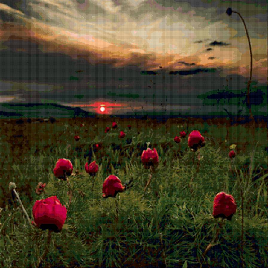 Пионы - вечер, пейзаж, закат, природа, цветы - предпросмотр