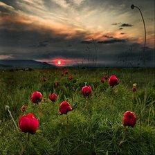 Схема вышивки «Пионы»