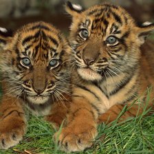 Схема вышивки «тигрята»