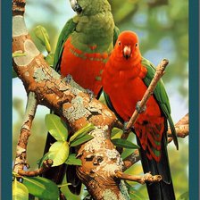 попугаи на ветке