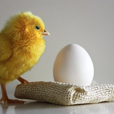 Схема вышивки «цыпа»