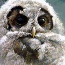 Схема вышивки «Филин»