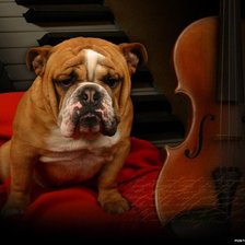 Схема вышивки «бульдог»