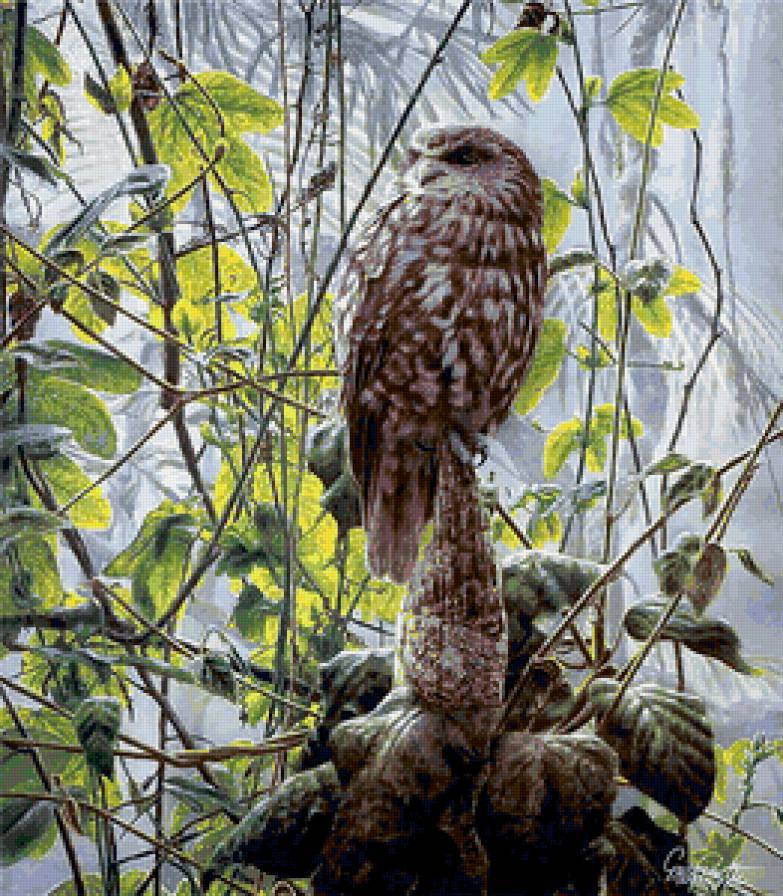 Сова - предпросмотр