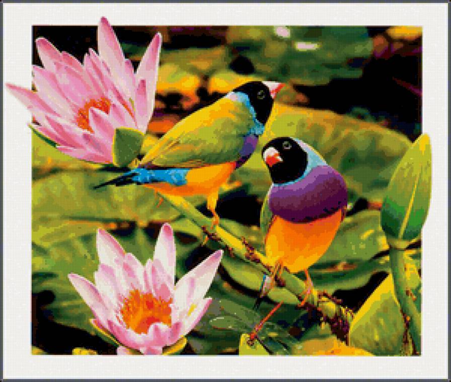 райские птички - птицы - предпросмотр