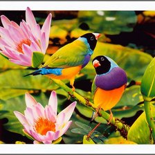 райские птички