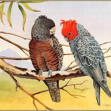 Схема вышивки «попугаи на ветке»