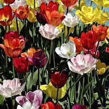 Схема вышивки «Тюльпаны»