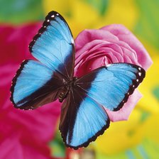 Схема вышивки «бабочка»