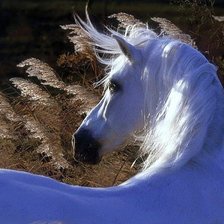 Схема вышивки «№80201»