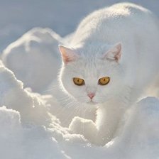 Схема вышивки «котика»