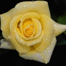 Схема вышивки «zheltaja rosa»