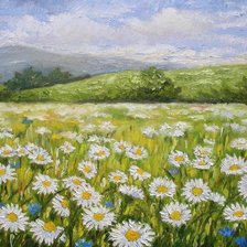 ромашковое поле