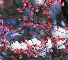 Схема вышивки «Весенние цветы»