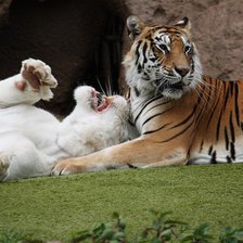 Схема вышивки «Тигры»