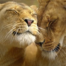 Схема вышивки «Львы»