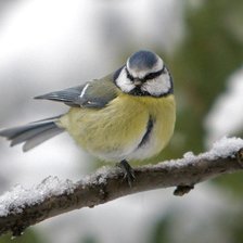 Схема вышивки «Синичья гимнастика»