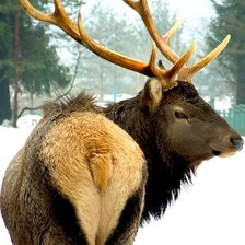 Схема вышивки «Олень»