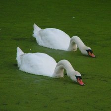 Схема вышивки «Лебеди»