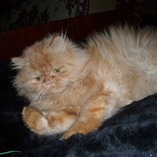 Схема вышивки «Рыжык»