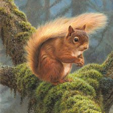 Схема вышивки «белка»