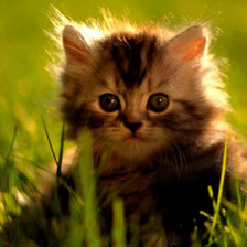 Схема вышивки «44»