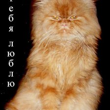 Схема вышивки «Рыжый кот»