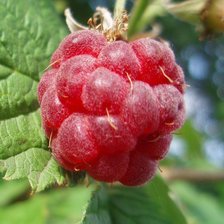 Схема вышивки «Малинка»