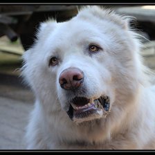 Схема вышивки «Собака»