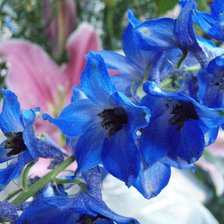 Схема вышивки «"Васильковые глаза"»